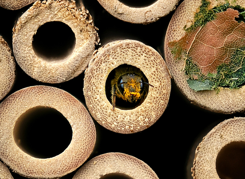 Bee Leaf cutter