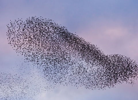A murmuration of starlings