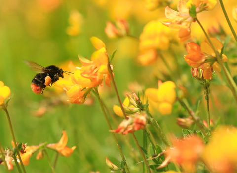 Red-tailed bumblebee on bird's foot trefoil