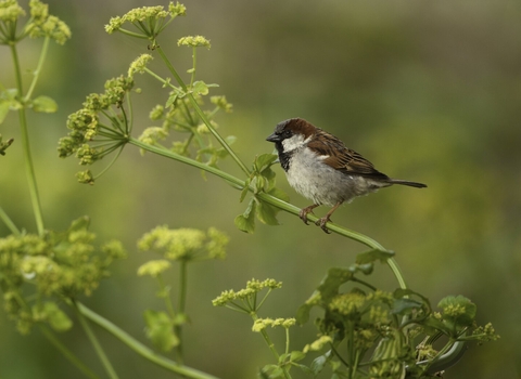 house sparrow